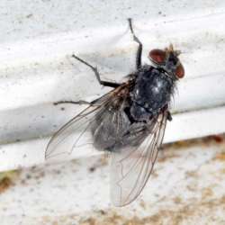 Common House Fly