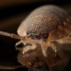 Bed Bug (Photo by Pixabay)