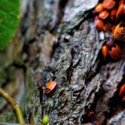 Beetles (Photo by Sony Shooter)