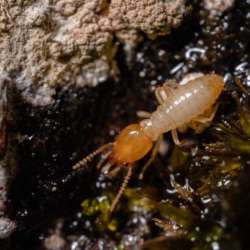 Termites Photo by Jimmy Chan